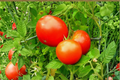 Live Park's Whopper Tomato Starter Plant – Solanum lycopersicum, Perfect for Gardens & Containers