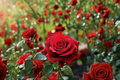 Olympiad Red Hybrid Tea Rose 5 Gal Live Plant – Deep Red Flowering Bush for Garden Landscape, Outdoor Shrub Rosa spp.