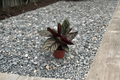 Calathea Ornata Live Plant, 3-Inch Pot, Pinstripe Foliage, Tropical Houseplant, Indoor Foliage, Gift, Goeppertia ornata