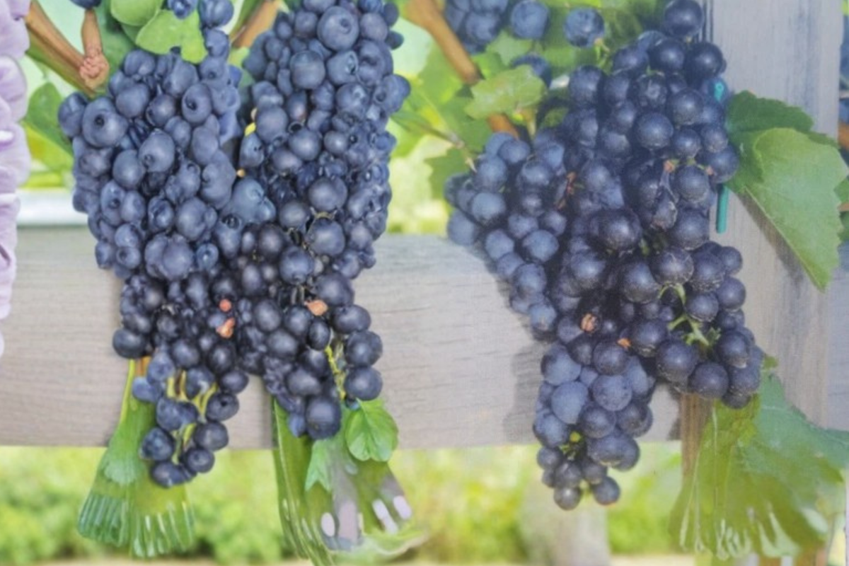 Concord Grape Vine Live Plant, 3-Gallon Container, Sweet Purple Fruit, Vitis labrusca for Backyard Vineyard & Garden