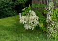 American Elderberry Live Cuttings – Unrooted Sambucus canadensis Propagation Shrubs, Native Perennial Bushes