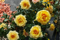 Floribunda Rose Plant 3 Gallon Orange Pink Bush Live Flowering Shrub Rosa â€˜St. Tropezâ€™