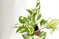 Variegated Pothos Plant Bundle | Live Epipremnum aureum Cuttings | Indoor Trailing Vine Houseplant