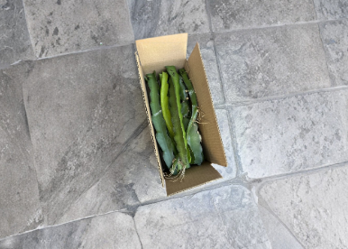 Dragon Fruit Cutting Set – 13 Unrooted Hylocereus spp. Climbing Tropical Cactus Stems for Propagation