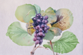 Champanel Grape Vine 1-Gallon Live Plant, Sweet Grape Variety, Climbing Vine for Garden Trellis, Backyard Vineyard, Vitis hybrid