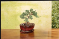 Juniper Bonsai Tree Procumbens Nana Live Plant | 3-Inch Pot, Outdoor Mini Bonsai, Japanese Juniper, Starter Tree