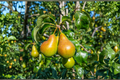 Live Pineapple Pear Tree 4-6 ft – Pyrus communis ‘Pineapple’ Fruit Tree for Garden & Landscape
