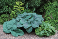 Hosta 'Halcyon' 3-Inch Pot Blue Foliage Shade Perennial Garden Starter Plant Compact Herbaceous