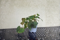 Philodendron Micans Live Plant – Trailing Velvet Leaf Indoor Tropical Houseplant in 4-Inch Pot