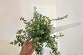 Organic Foxley Thyme Live Plants – Variegated Perennial Herb in 2-Inch Pots, Thymus vulgaris 'Foxley' for Herb Gardens & Containers