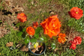 Live Marina Floribunda Rose Plant 1 Gal - Salmon Orange Everblooming Bush for Garden Landscaping