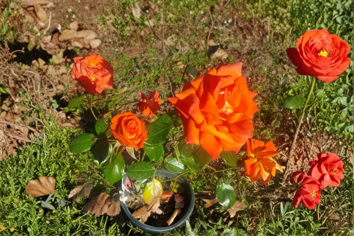 Floribunda Rose Plant 2 Gal – Salmon Orange Everblooming Rosa floribunda Live Garden Shrub