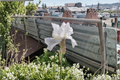 Bearded Iris ‘Avanelle’ Rhizome 3 Pack – Yellow Spring Flowering Perennial Iris Bulbs Iris germanica