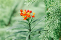 Apollo Orange Native Milkweed Live Starter Plant – Asclepias tuberosa for Pollinator Gardens