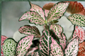 Pink Fittonia Nerve Plant Live Indoor Houseplant, Tropical Foliage, Fittonia albivenis, Compact, Pink-Veined Leaves