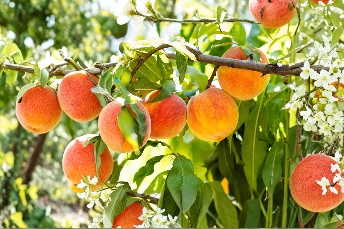 Elberta Peach Tree 4-6 ft Live Fruit Tree, Yellow Juicy Peaches, Prunus persica, Outdoor Garden Orchard Plant