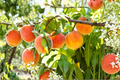 June Gold Peach Tree - 4-6 Ft Live Fruit Tree for Garden, Backyard Orchard, Yellow Peach, Prunus persica