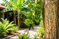 Double Mahoi Dwarf Banana Live Starter Plug – Musa Banana Plant Bare Root