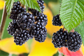 Rosborough Blackberry Plant 1-Gallon Live Berry Bush, Thorny Blackberry for Home Garden & Fresh Fruit Production