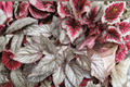 Begonia T-Rex Red Robin Live Plants | 2 Rooted Starters in 1 Qt Pots | Colorful Foliage for Shade Gardens & Containers | Begonia T-Rex 'Red Robin'