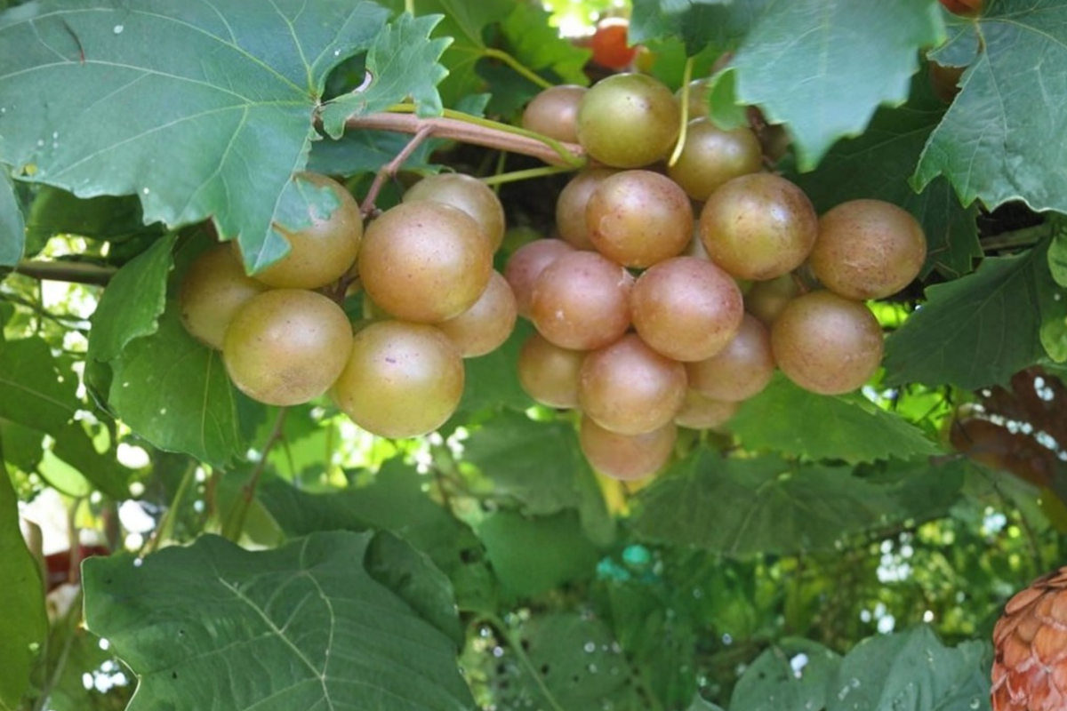 Summit Muscadine Grape Vine 3 Gallon Live Plant, Bronze Sweet Grape, Climbing Fruit Vine for Backyard Garden, Vitis rotundifolia