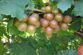 Bronze Carlos Muscadine Grape Vine 1 Gallon Live Plant for Home Garden, Trellis, Vineyard, Vitis rotundifolia