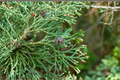 Dwarf Atlantic White Cedar ‘Little Jamie’ Live Plant – Native Conifer in 1 Gallon Pot, Feathery Blue-Green Foliage