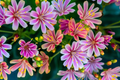Lewisia Rainbow Mix Live Starter Plant – Hardy Succulent in 2.5 x 3.5 Inch Pot