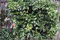 Blue Prince Holly Live Plant – 1 Gallon Pot, Evergreen Male Holly Shrub, Ilex x meserveae, Blue-Green Foliage, Landscape, Pollinator