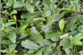 Smooth Alder Live Plant 1 Gallon Pot – Alnus serrulata Native Shrub for Wet Soil Landscaping