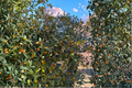 Longwood Gold Holly Live Plant – 4-Inch Pot Ilex x attenuata Evergreen Shrub with Yellow Berries for Garden Landscape