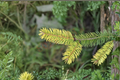Golden Douglas Fir ‘Uwe’s Golden’ Live Plant – 12 Inch Dwarf Evergreen Conifer Pseudotsuga menziesii in 1 Gallon Pot