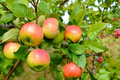 Anna Apple Tree 4-6 FT Live Fruit Tree for Backyard Orchard, Malus domestica, Sweet Red Apples, Full Sun, Warm Climate