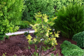 Maupin Glow Incense Cedar Live Plant 12 Inch Golden Evergreen Conifer Calocedrus decurrens