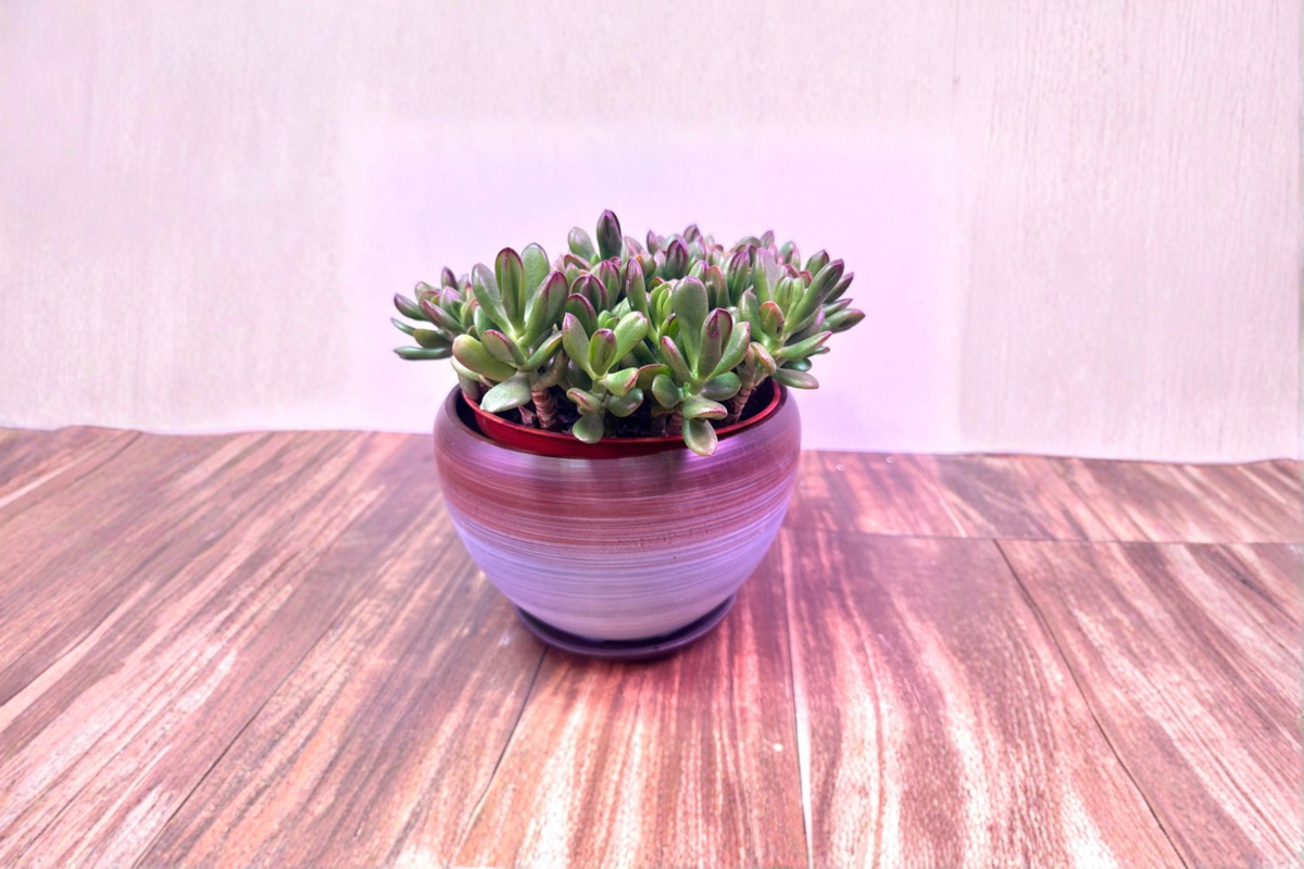 Gradient Glazed Ceramic Planter 4x3 Inches for Succulents, Cacti, Herbs, Indoor Houseplants