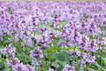 Summer Magic Catmint Live Plants – 3 Rooted Starters in 1 Qt Pots, Nepeta grandiflora, Lavender Purple Flowers, Perennial, Mounded Habit