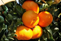 Excalibur Red Lime Citrus Hybrid Live Tree - Compact Container Plant, Rangpur Lime × Kumquat, Patio Garden Fruit Tree