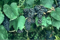 Black Monukka Grape Vine Live Plant, Self-Fruitful, Purple Black Fruit, Vitis vinifera, Climbing Vine for Garden & Trellis