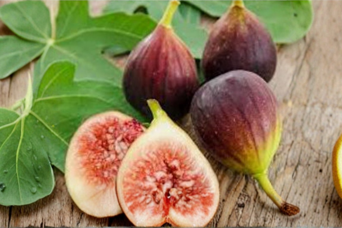 Giant Fig Seeds 10 Pack – Rare Ficus carica Fruit Tree Seeds for Garden & Container Growing