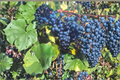 Seedless Grape Vine Plant 1 Gal – Blue Mars Vitis labrusca ‘Mars’ Climbing Fruit Vine for Garden, Fences, Trellises