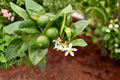 Key Lime Tree Live Plant, 3 Gallon Citrus Fruit Tree, Citruss aurantiifolia, Container Garden, Patio, Edible Landscape