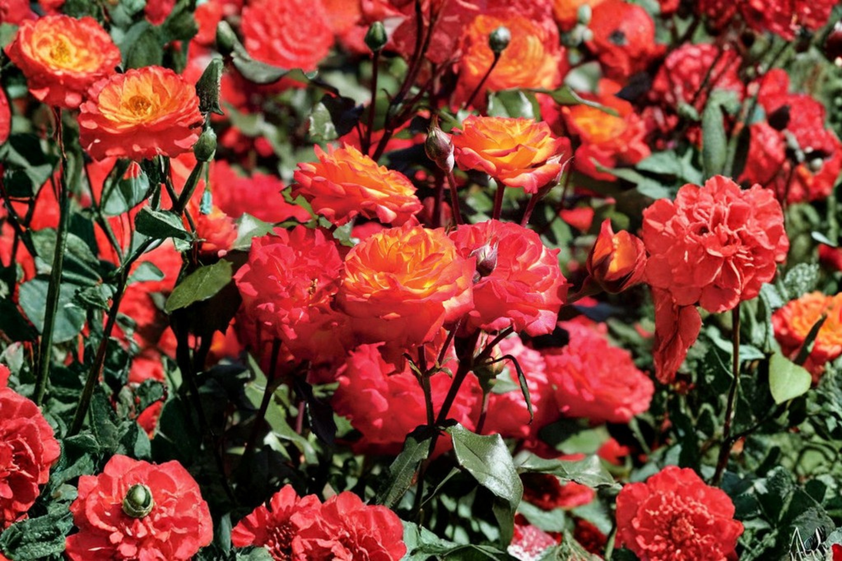 Charisma Floribunda Rose Plant 1 Gal – Live Bush with Multicolor Red Orange Yellow Blooms, Compact Shrub, Rosa ‘Charisma’
