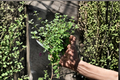 English Thyme Live Plants – 2 Rooted Perennial Herbs, Thymus vulgaris, Compact Green Foliage, Full Sun, Herb Garden, Container