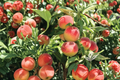 Sun Prince Peach Tree Live Plant – 4–6 ft, Sweet Juicy Fruit, Prunus persica ‘Sun Prince’ for Home Garden & Outdoor Plant