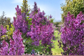 Pocahontas Lilac Live Plant 4-Inch Pot Syringa hyacinthiflora Early Spring Bloom Shrub Garden Plant