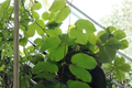 Orchid Tree Live Plant in 4 Inch Cell Container - Tropical Flowering Tree