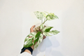Epipremnum Marble Flame Live Plant, Variegated Pothos, Albo Cutting, Tropical Houseplant, 3-Inch Pot