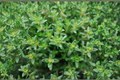 French Thyme Live Herb Plant, Thymus vulgaris, Perennial, Green Foliage, Herb Garden, Container, Border Plant
