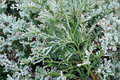 Variegated Hiba Arborvitae Live Plant – 8 Inches Tall in 4-Inch Pot, Evergreen Conifer for Garden, Landscape, Accent Plant, Thujopsis dolobrata ‘Variegata’