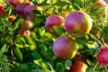 McIntosh Apple Tree 5 Gal Live Plant, Deciduous Fruit Tree for Garden, Backyard Orchard, Malus domestica